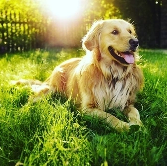 Rüyada Köpek Görmek